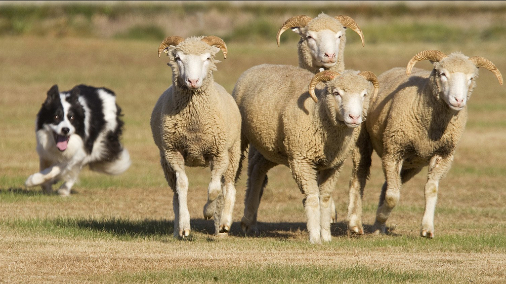 A sheepdog herding four sheep